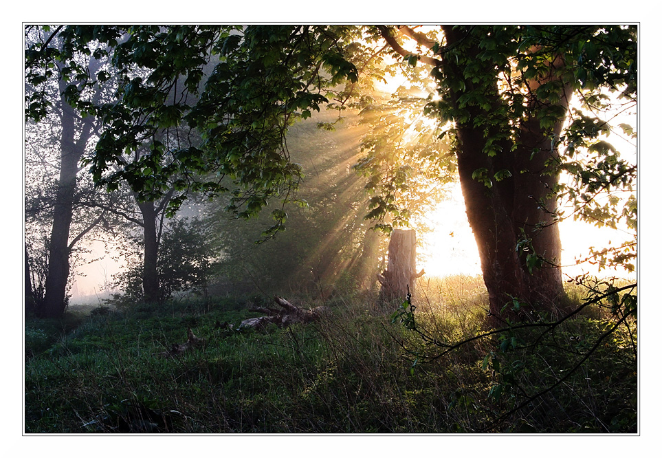 Frühlingsnebel