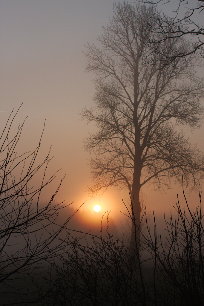 Frühlingsnebel im Alstermoor (Rhen)