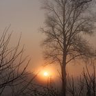 Frühlingsnebel im Alstermoor (Rhen)