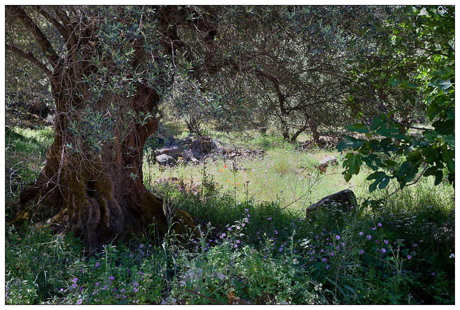 FrühlingsÖlbaum