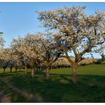 Frühlingsonnenuntergangskirschblüte (I)