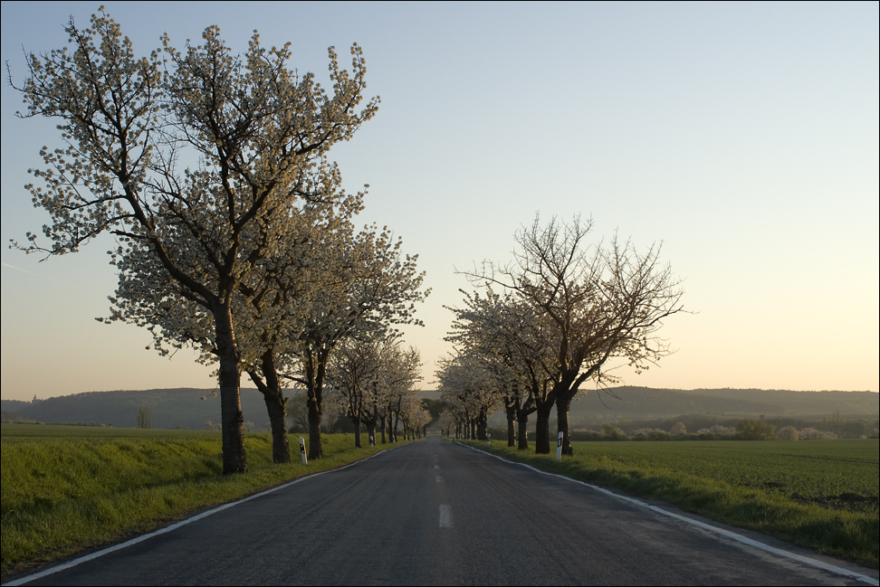 Frühlingsonnenuntergangskirschblütenallee (II)