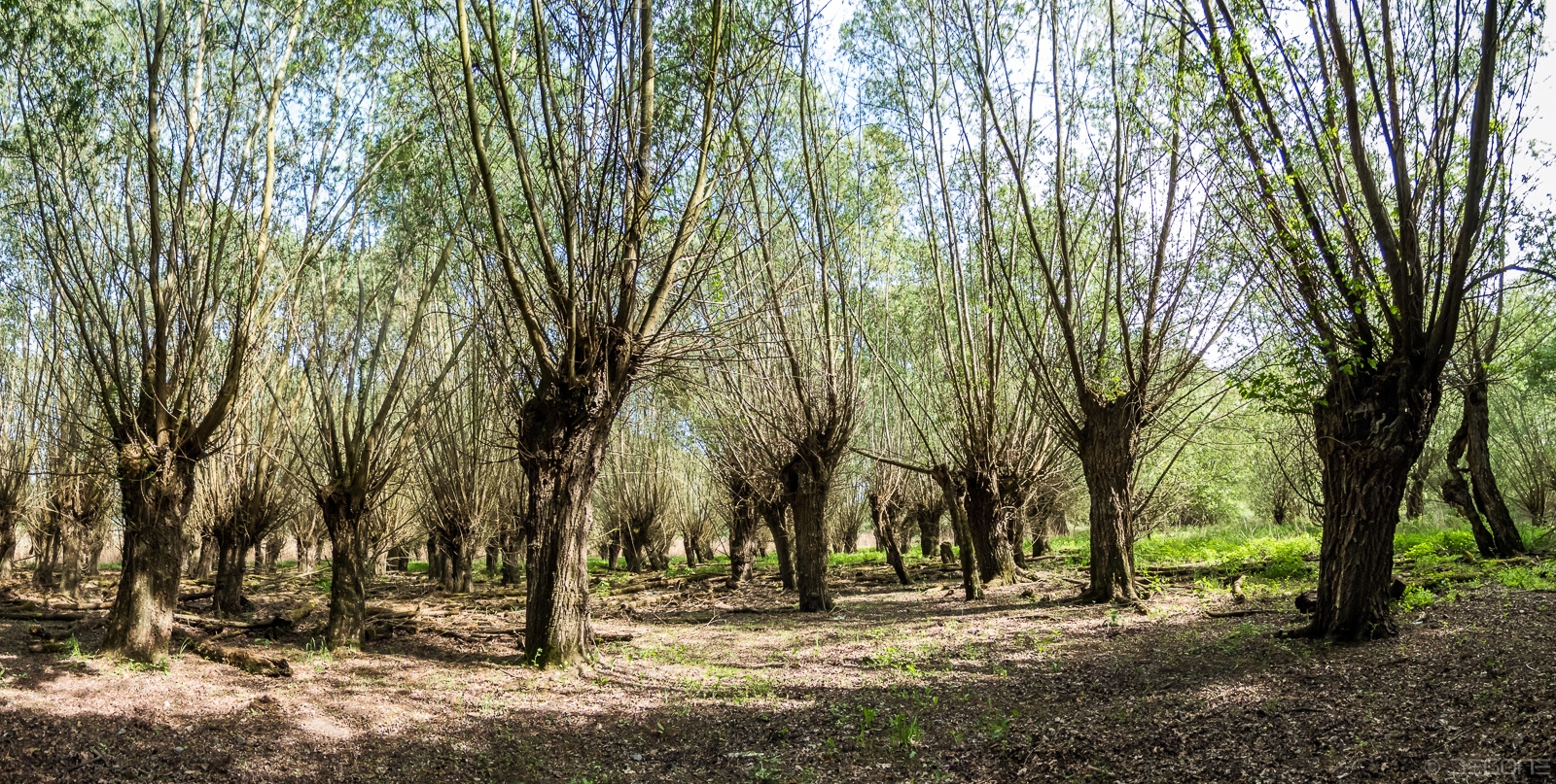 Frühlingspanorama im Auenwald