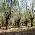 Frühlingspanorama im Auenwald