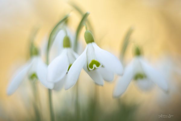 ... Frühlingspastell ...
