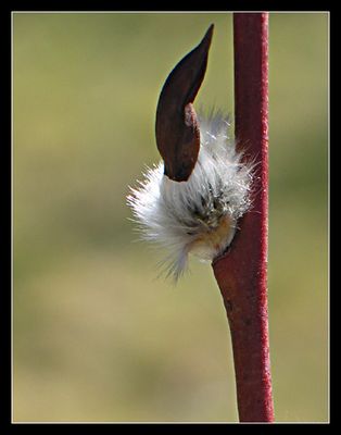 "Frühlingspelz mit alter Mütze"