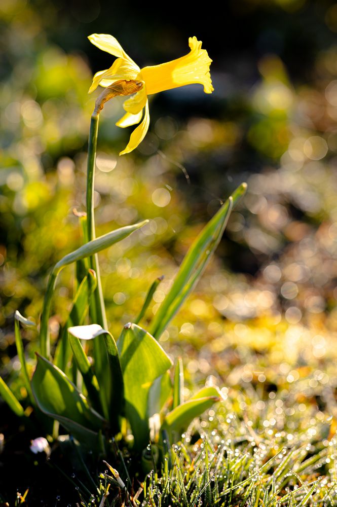 Frühlingspflanzen