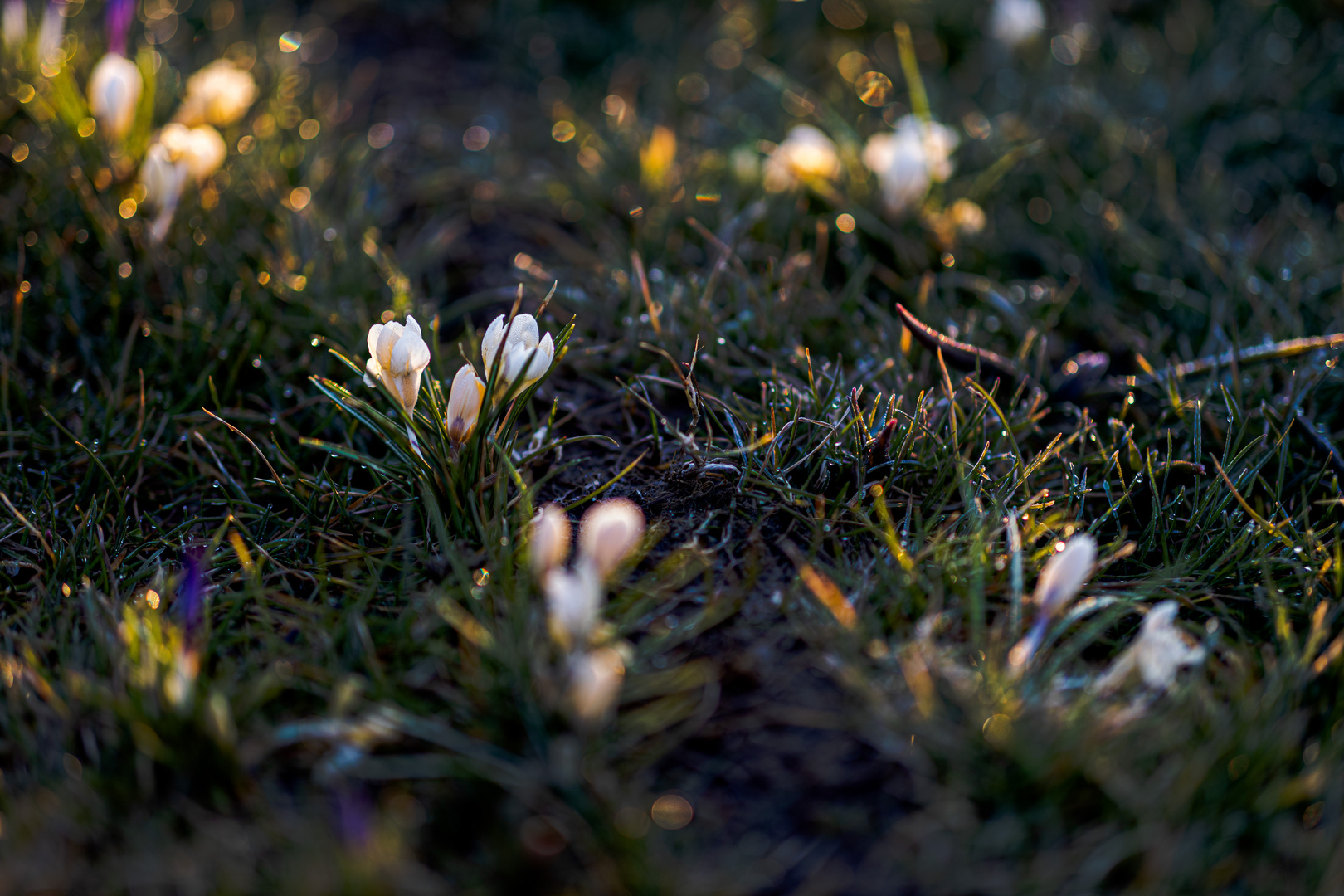 Frühlingspflanzen