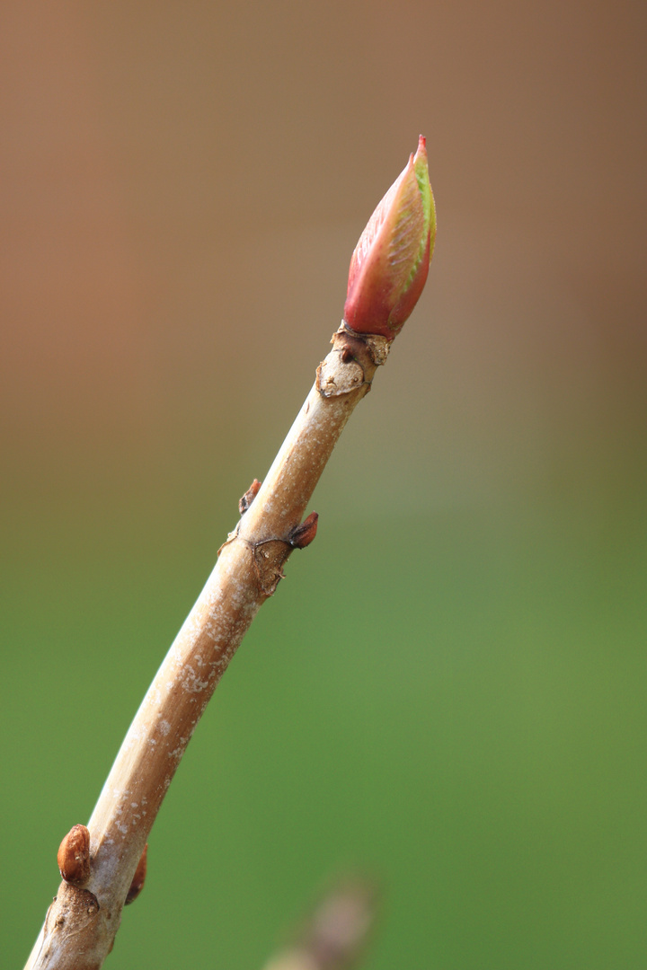 Frühlingspinsel