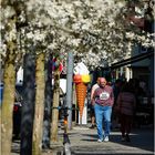 Frühlingspoesie in Schwäbisch Gmünd