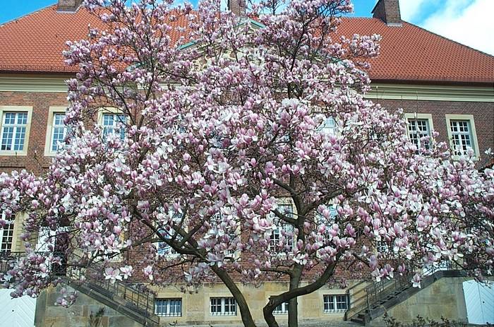 Frühlingspracht