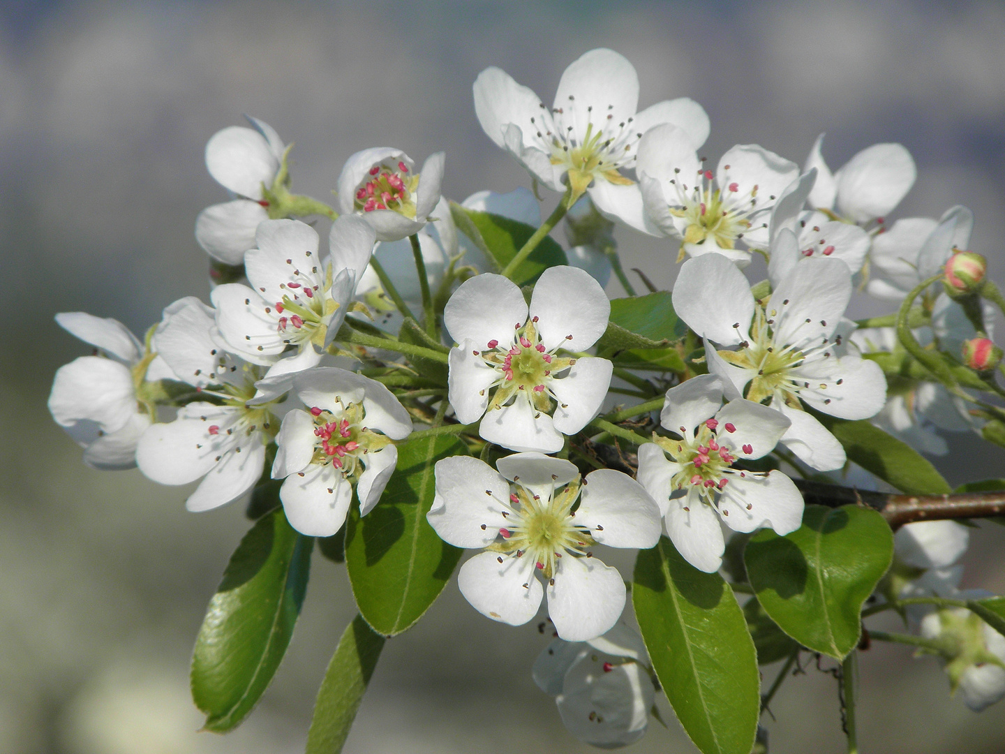 Frühlingspracht