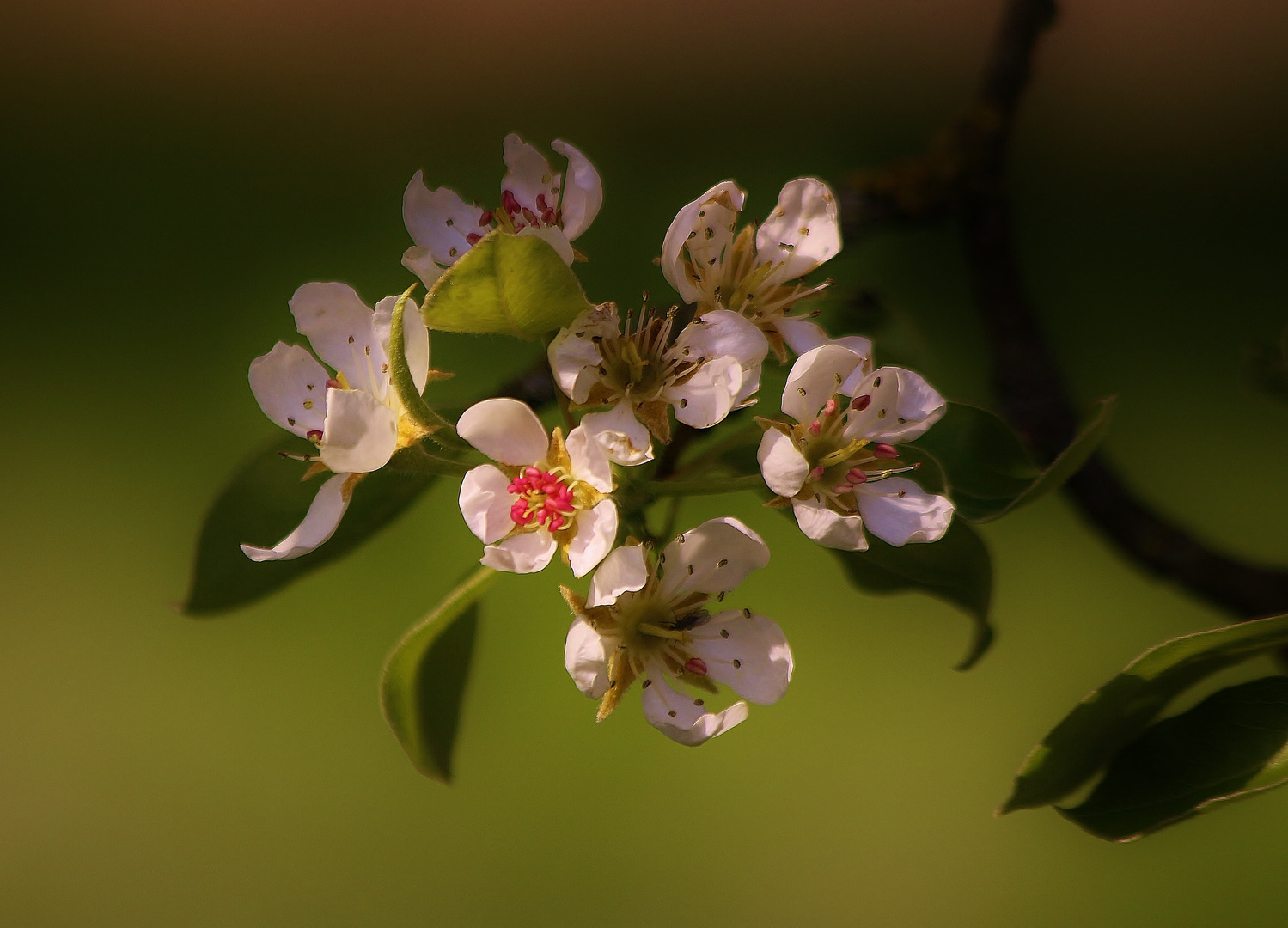 Frühlingspracht