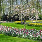 Frühlingspracht in Keukenhof