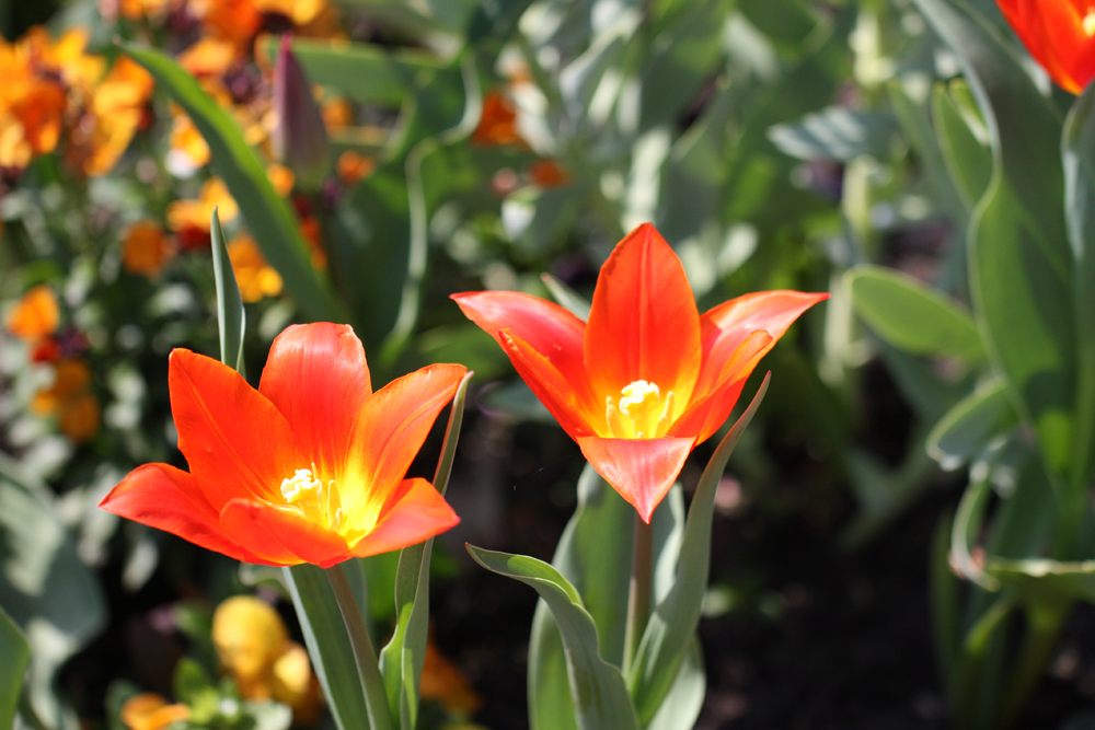 Frühlingsrausch der Farben