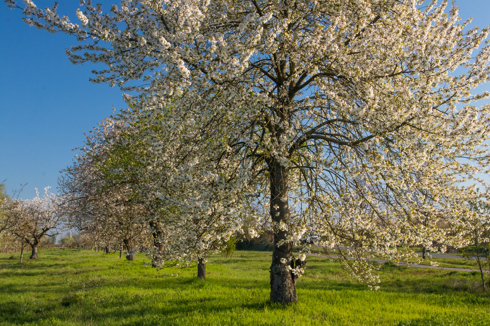 Frühlingsrausch in der Pfalz