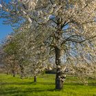 Frühlingsrausch in der Pfalz