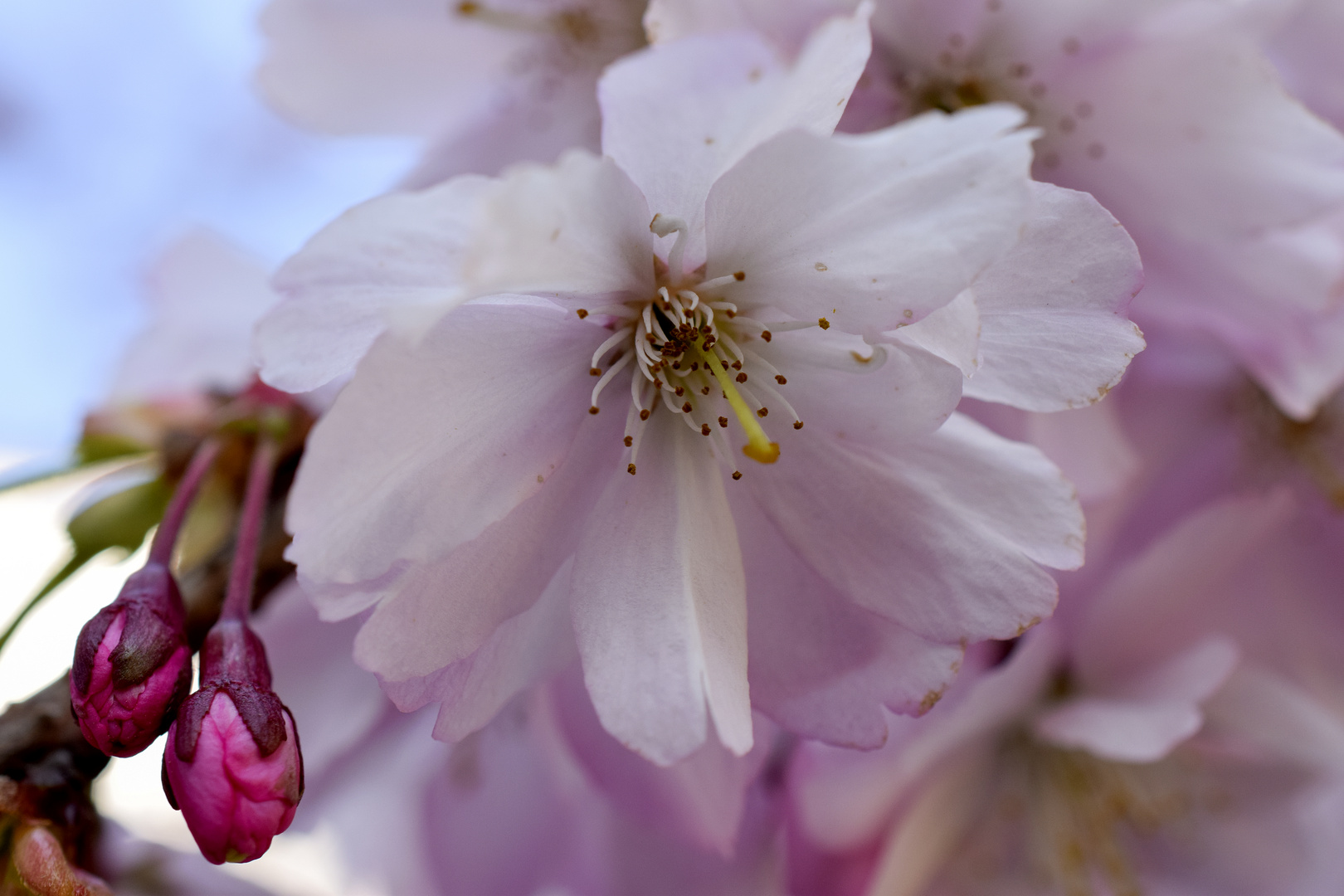 frühlingsrosa