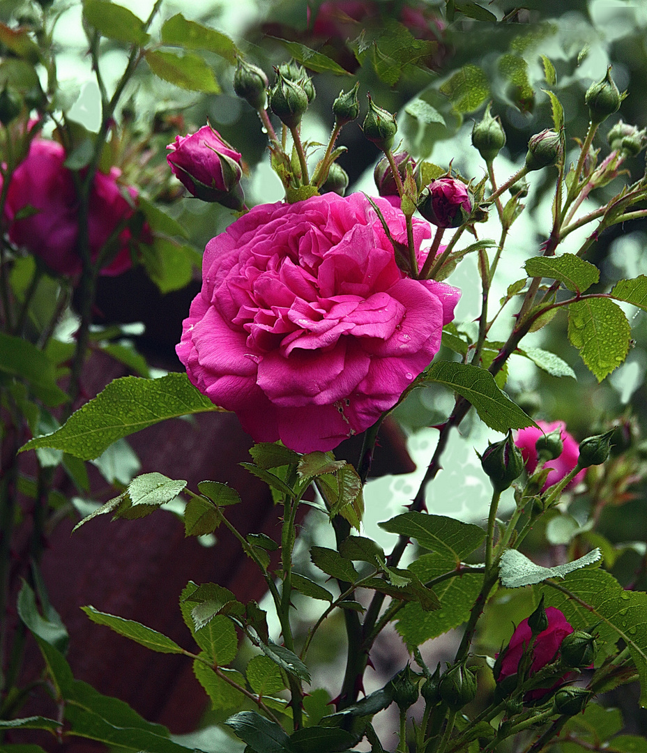 Frühlingsrose  für Bea Buholz