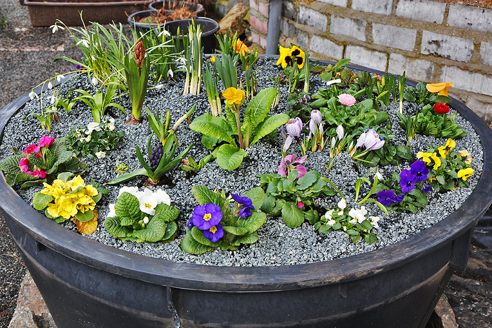 "Frühlingsschälchen"   500 Liter am 13.3. bepflanzt