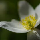 frühlings.schatten