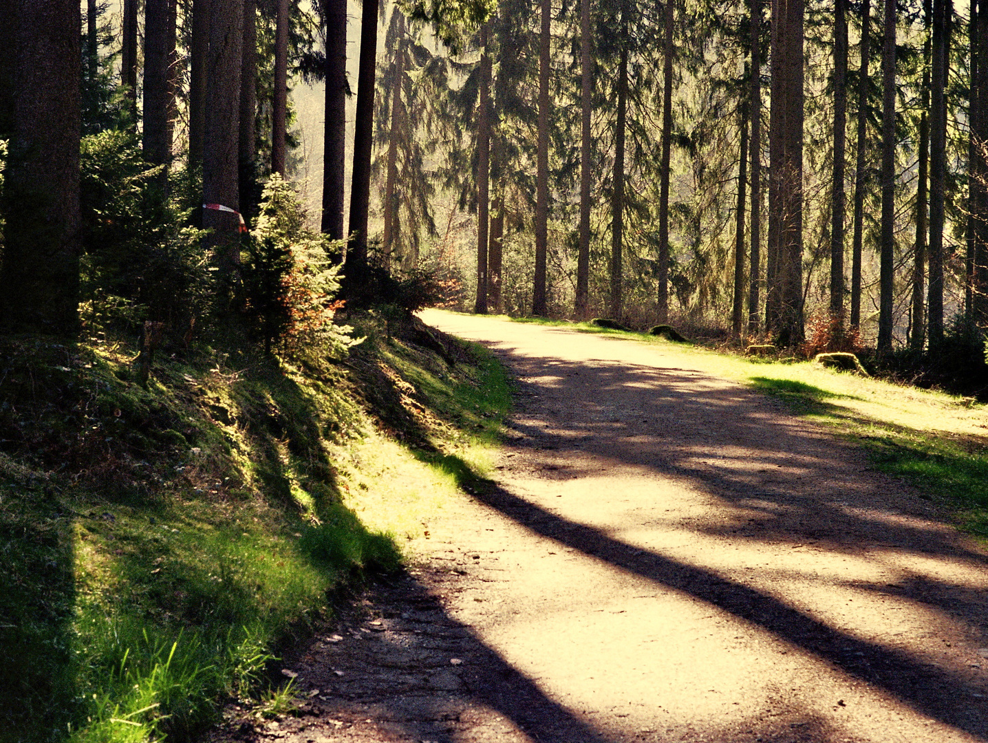 Frühlingsschatten im Odenwald