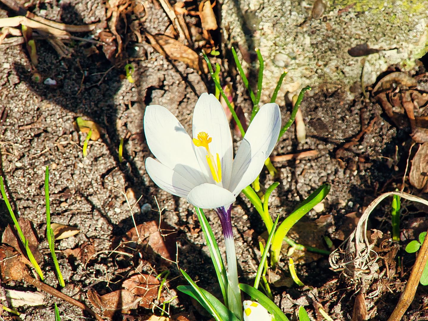 Frühlings_Schatten_Spiele