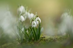 Frühlingsschaukeln