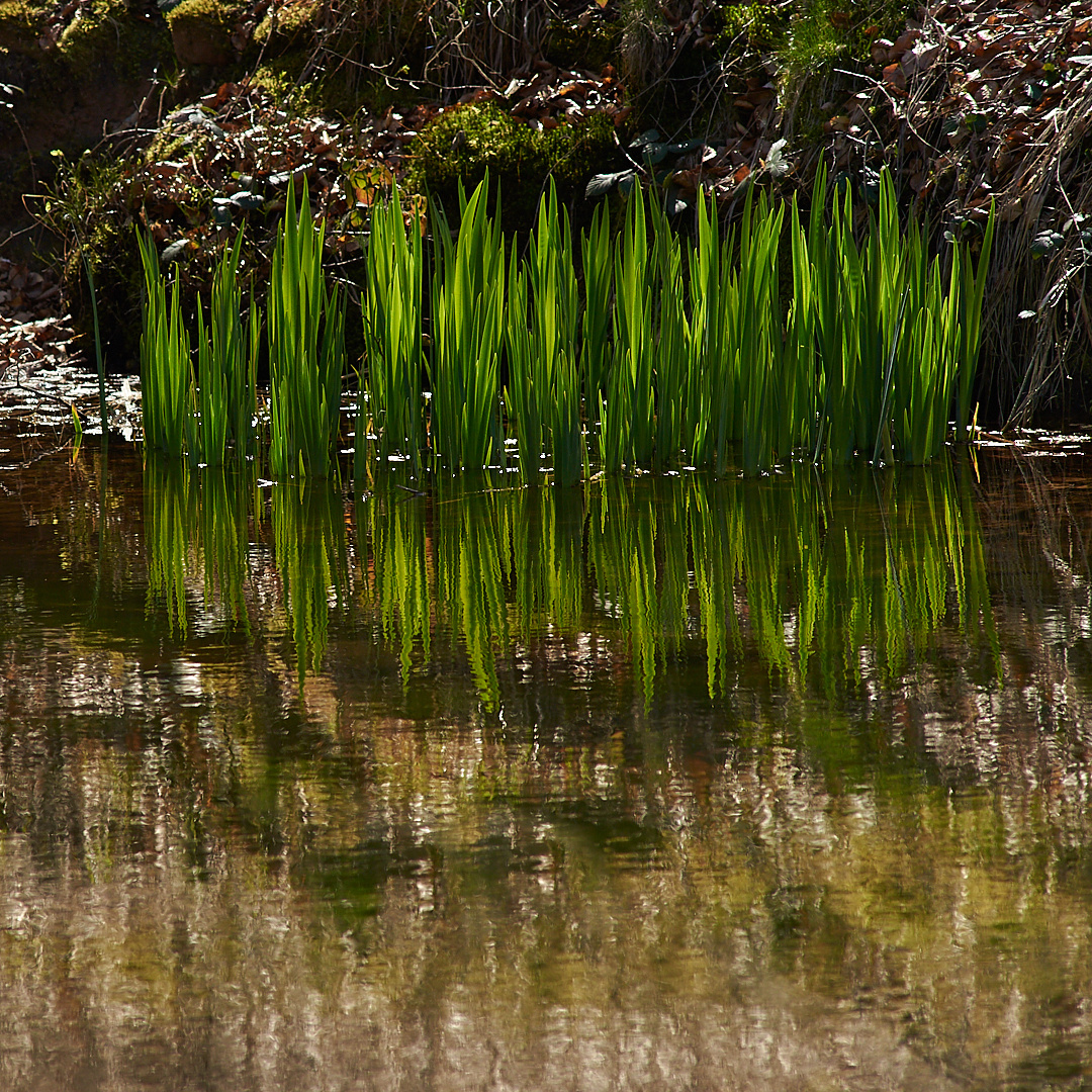 Frühlingsschilfleuchten im Felsenweiher.