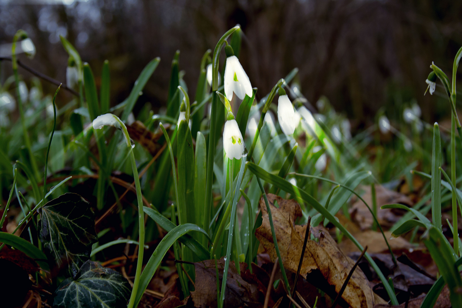 Frühlingsschimmern