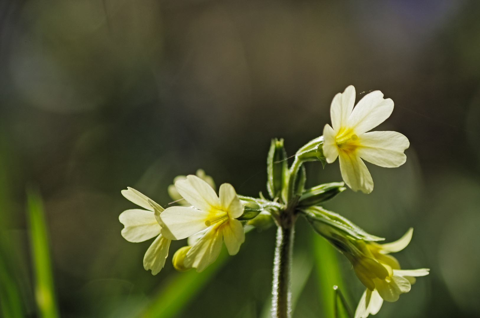 Frühlingsschlüssel