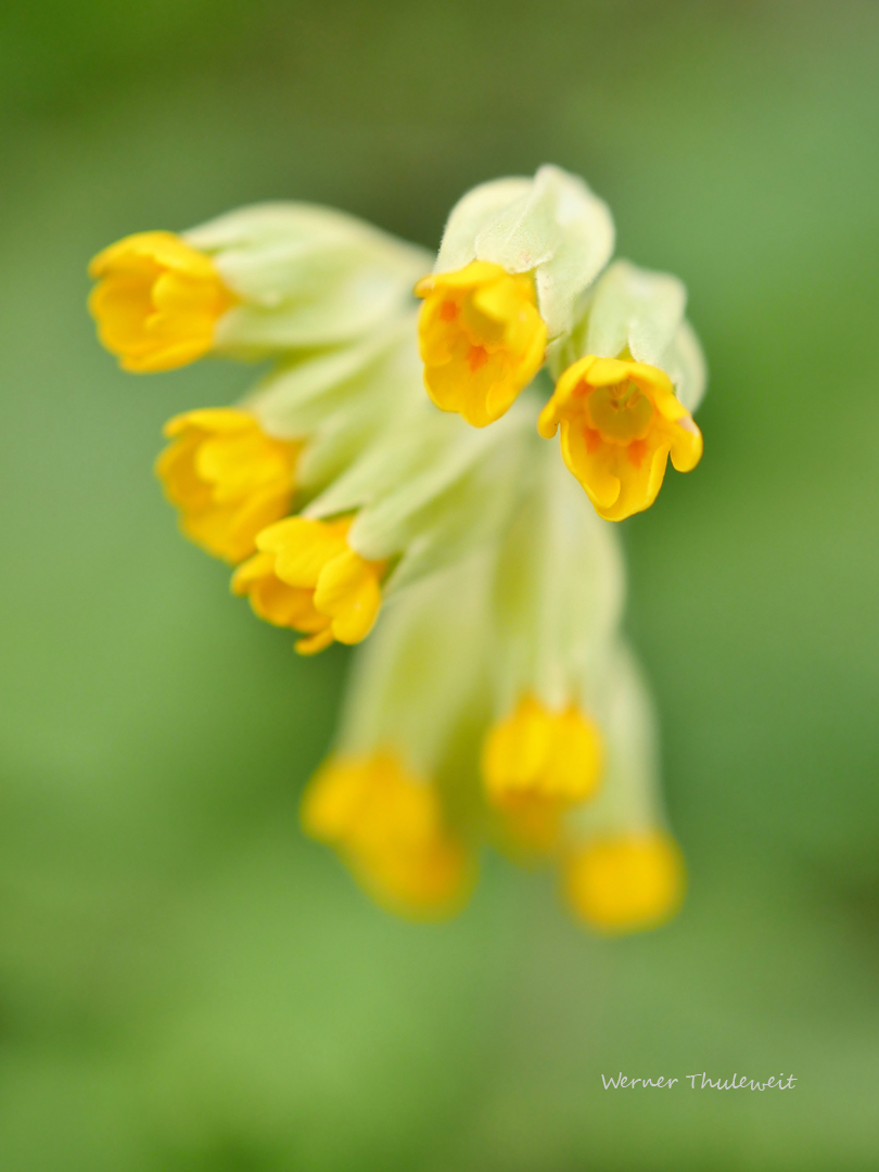 Frühlingsschlüsselblume