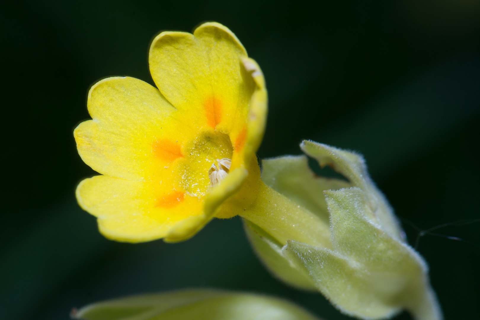 Frühlingsschlüsselblume