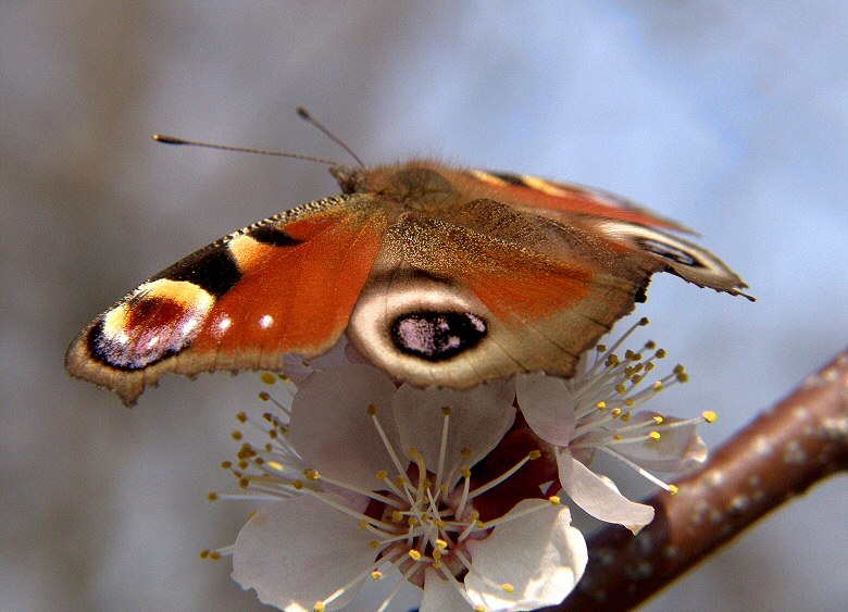 Frühlingsschmetterling