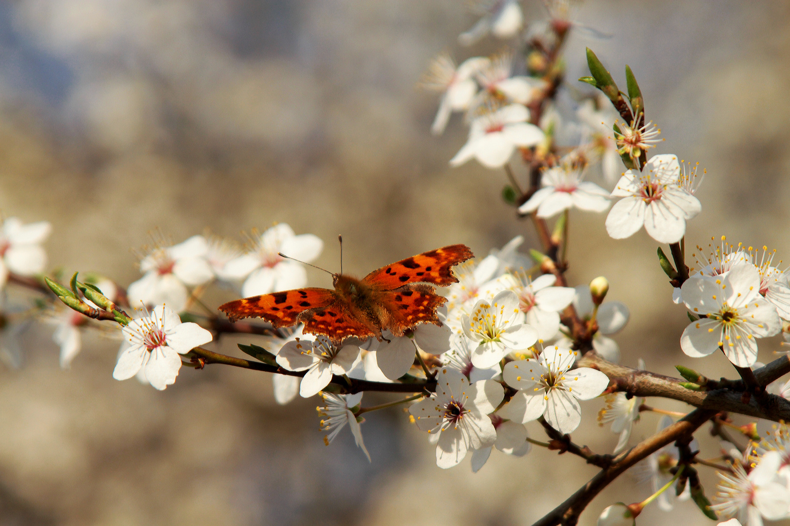 Frühlingsschmetterling