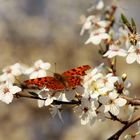 Frühlingsschmetterling