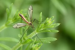 Frühlingsschnake (Tipula vernalis) Weibchen