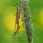 Frühlingsschnaken (Tipula vernalis) Kopula