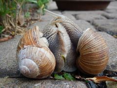 Frühlingsschneckeln! Lust, Liebe, Leidenschaft