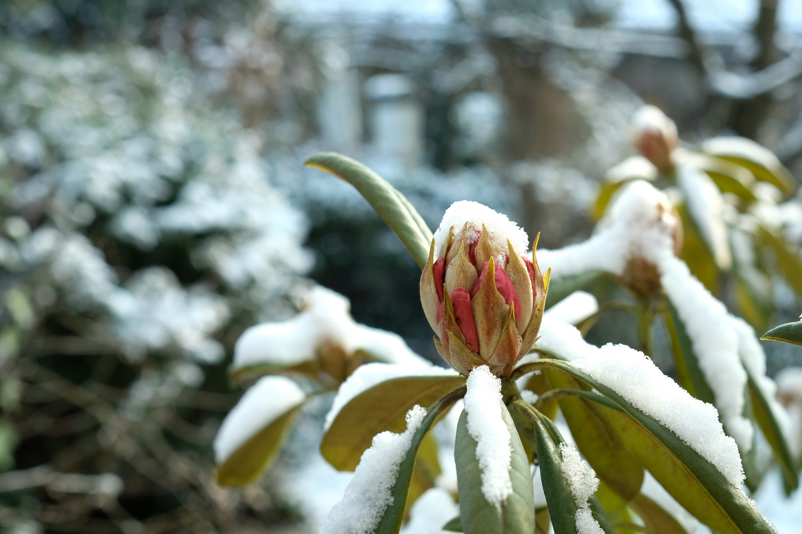 Frühlingsschnee