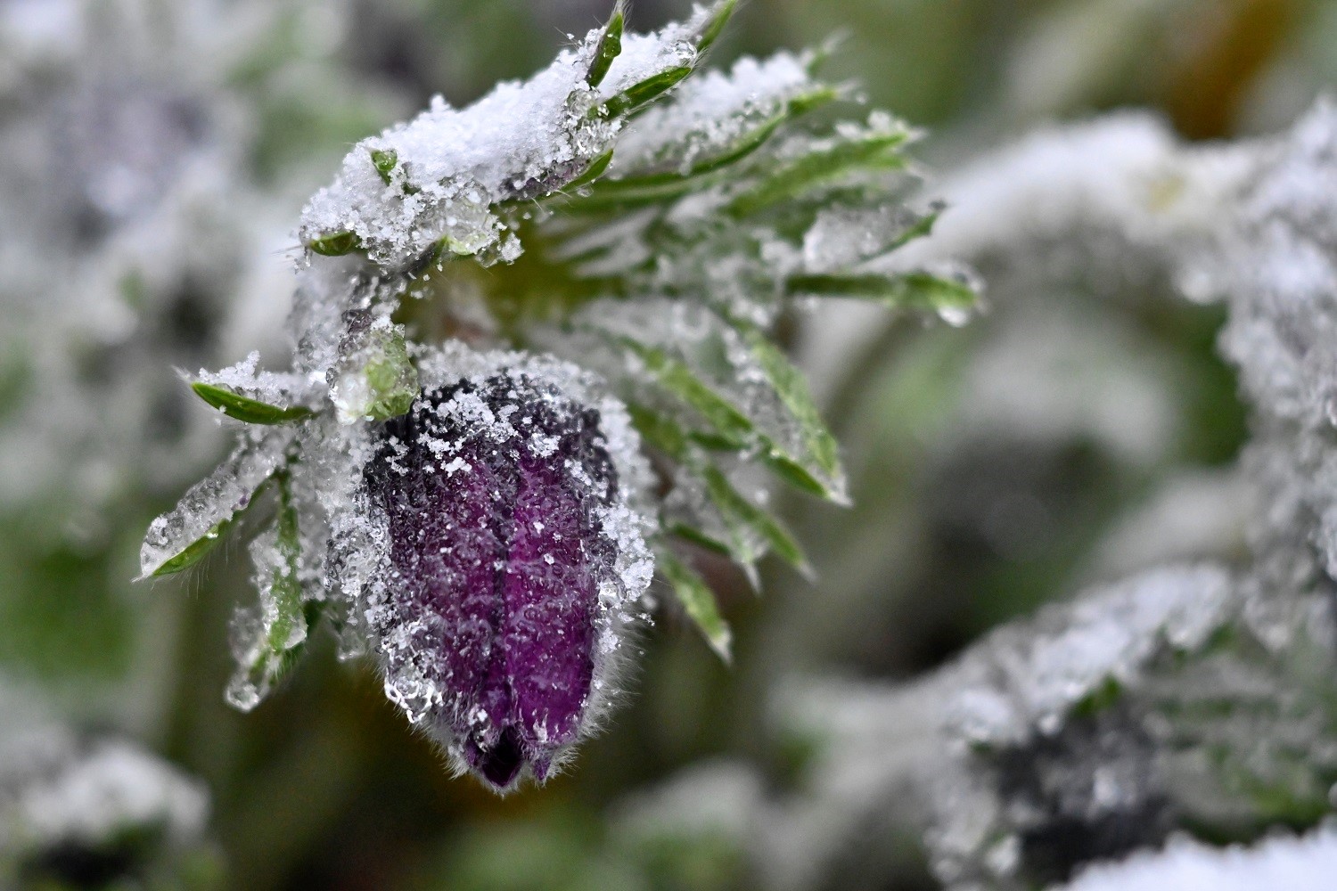 *Frühlingsschnee*