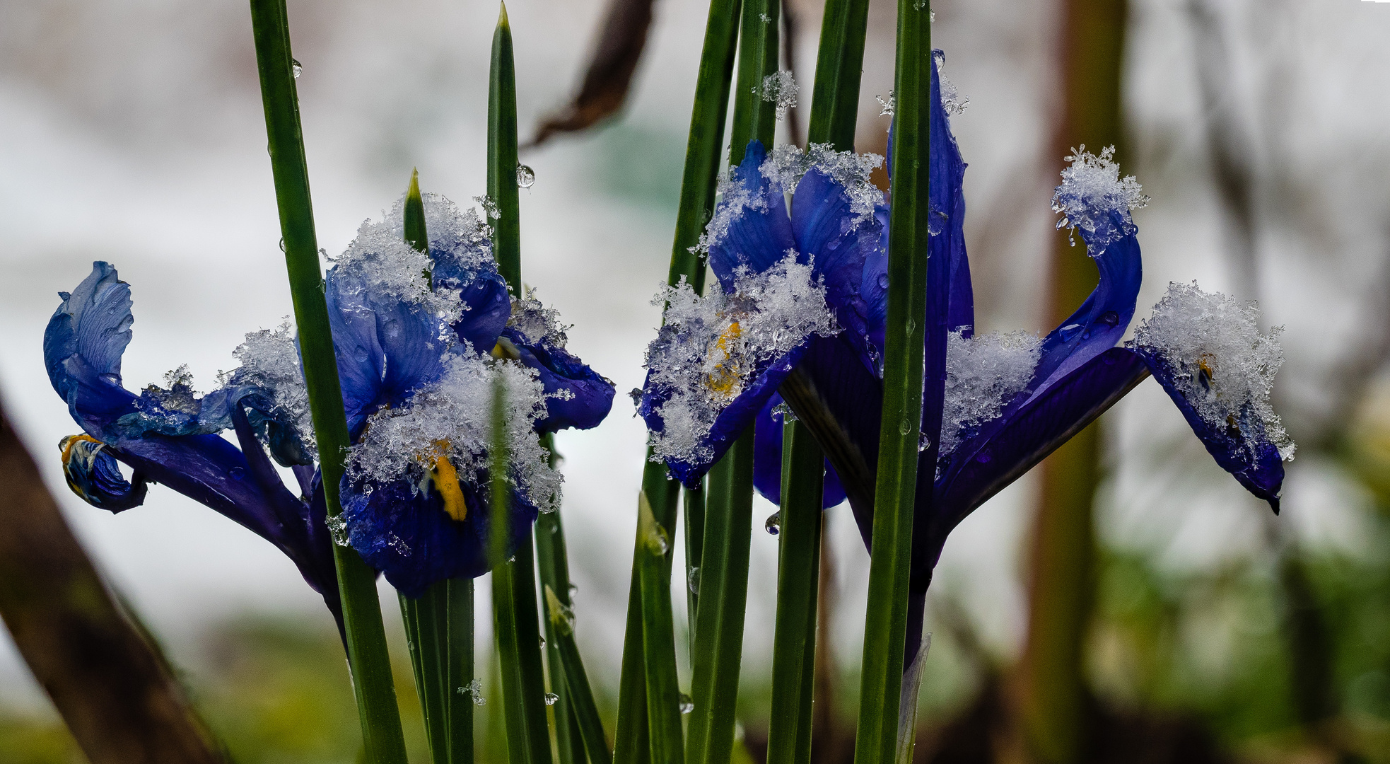 Frühlingsschnee