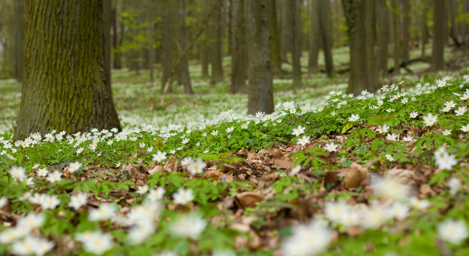 Frühlingsschnee