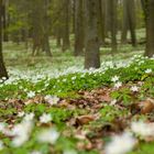 Frühlingsschnee