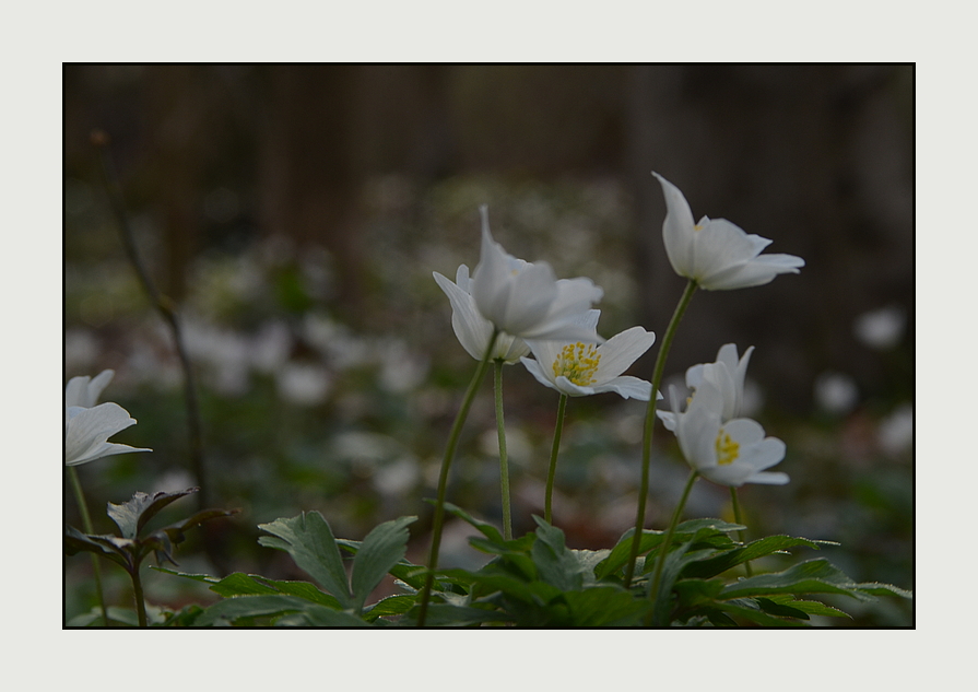 *frühlings.schnee*