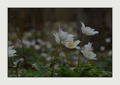 *frühlings.schnee*