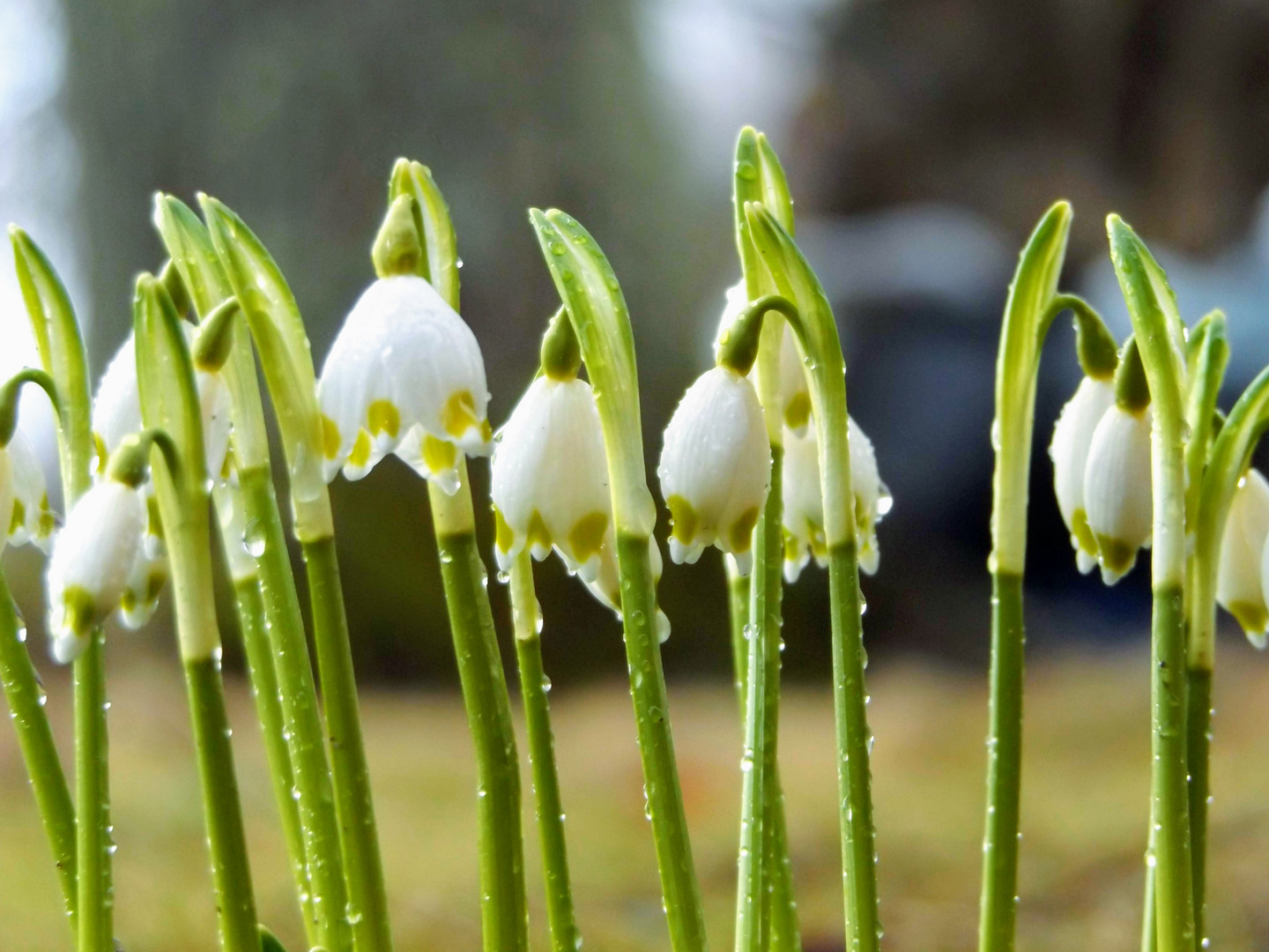 Frühlingsschneeflocke 2019-03-19