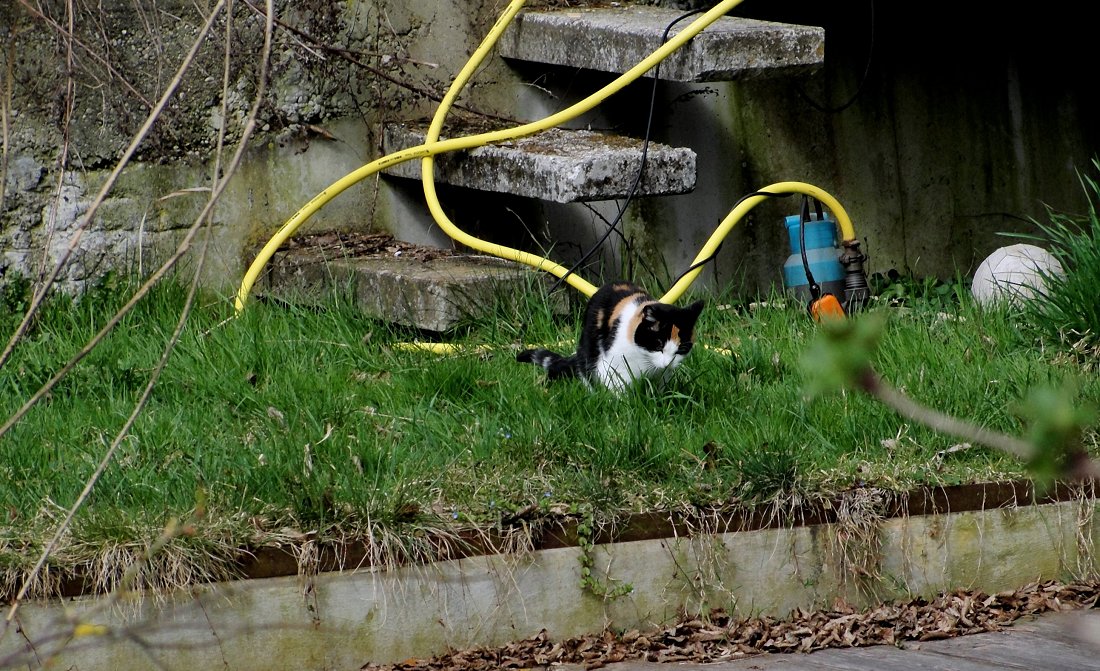 Frühling(s).Schnuppern