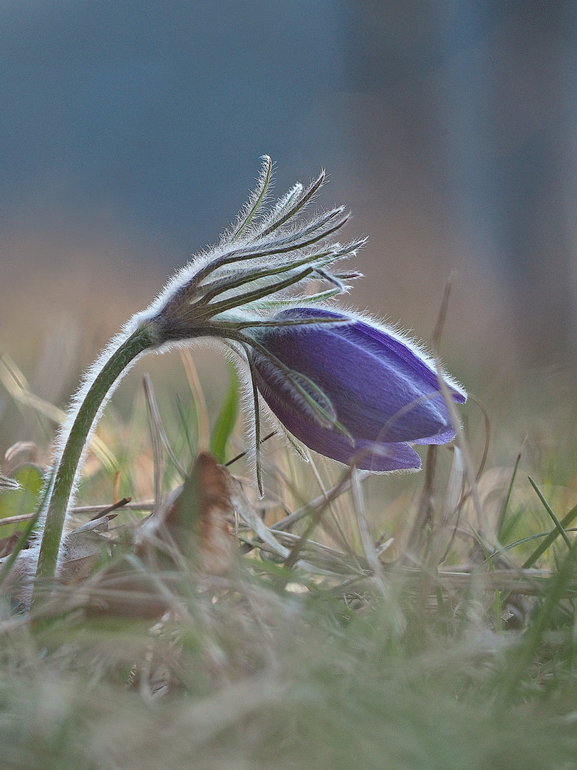 Frühlingsschönheit