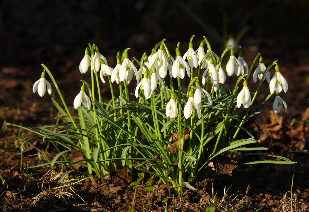 Frühlingsschönheiten